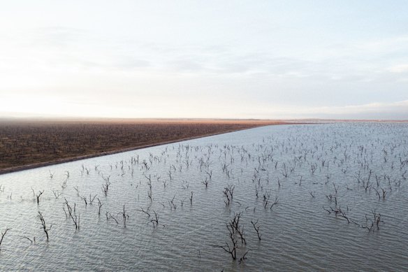 Dead trees in Barren Box Storage (formerly swamp) managed by Murrumbidgie Irrigation near Griffith in the Murray-Darling Basin.