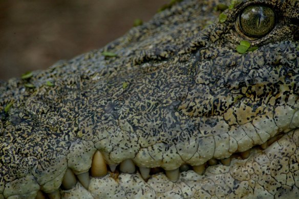 The boy's injuries were consistent with having been attacked by a crocodile.