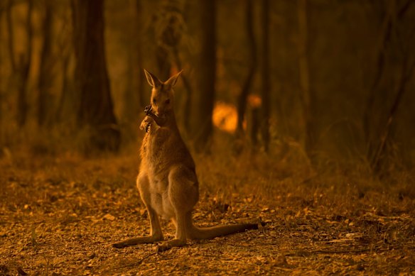 An Eastern Grey kangaroo licks burnt limbs after escaping from the Liberation Trail fire (seen behind) outside Nana Glen impacts properties.
