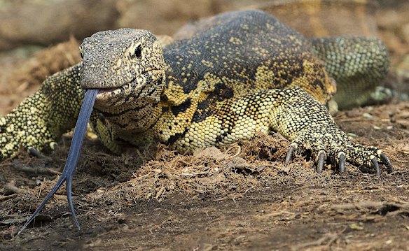 Up close and personal in Africa
