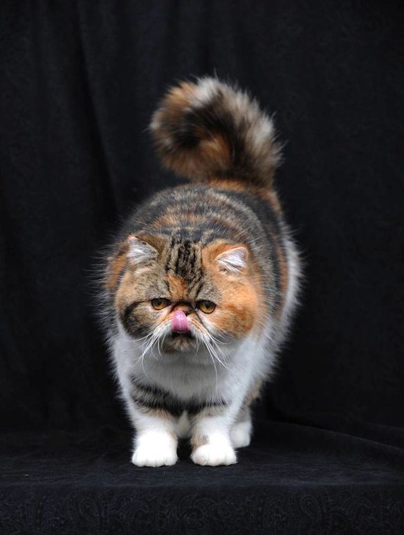 The 2012 Cat Federation Show