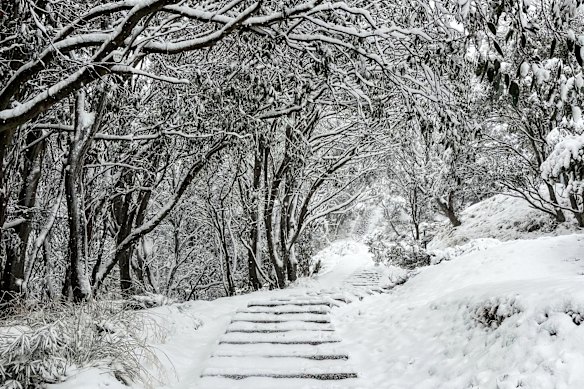 An Antarctic blast has resulted in 22 centimetres of snow falling at Falls Creek in the last 24 hours ahead of the official opening of the ski season.
