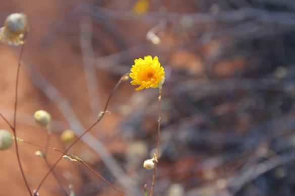 Wildflowers on the station