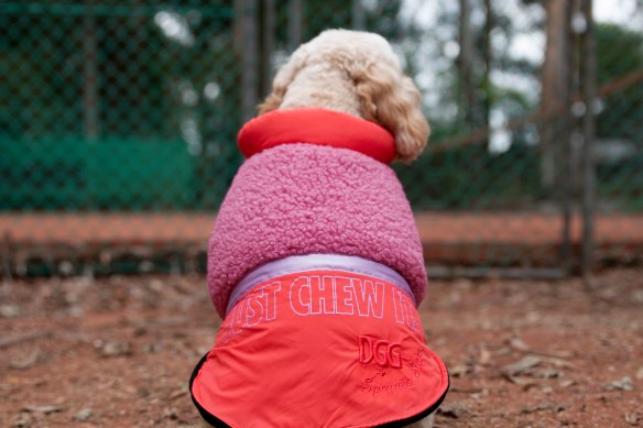 Activewear isn’t just for owners, with dogs rocking comfy fits in funky colours. 