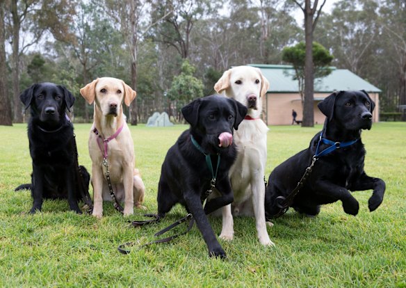 Guide Dogs graduation