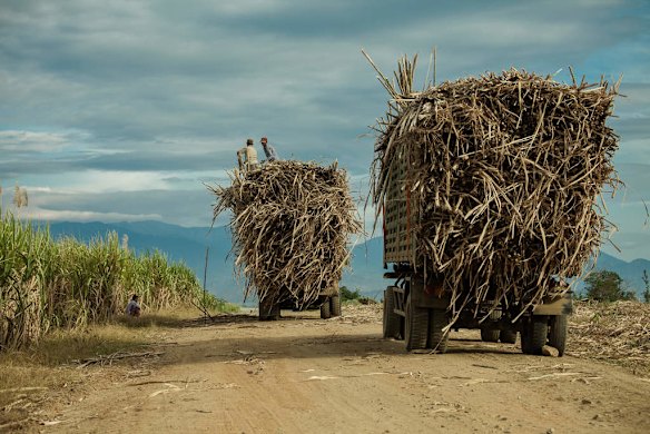 Trucks are loaded inside the sugar cane plantation of Omlaing. Omlaing commune, Kompong Speu Province - Cambodia.