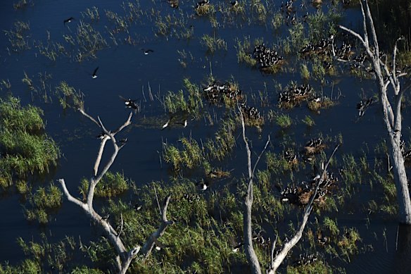 An Ibis colony with thousands of infant birds in the Macquarie Marshes.