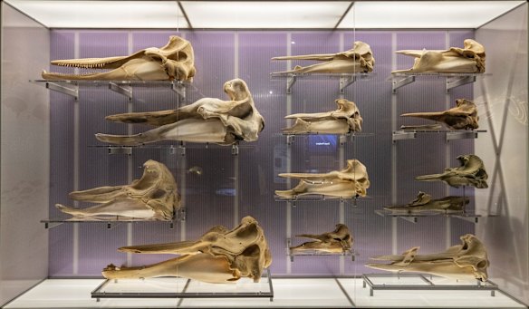 A collection of porpoise skulls at the Australian Museum whale exhibition.