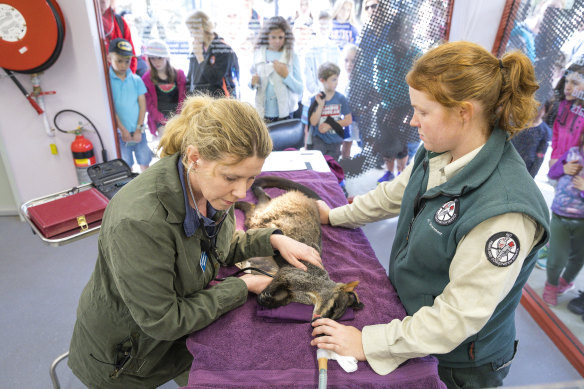 Children watch as veterinarian Dr Arianne Lowe listens to the heartbeat of a brush-tailed rock-wallaby as wildlife officer Hannah Waterhouse  looks on.