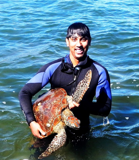 Microbiologist Shamim Ahasan has been testing green sea turtles for drug-resistant buggs. 
