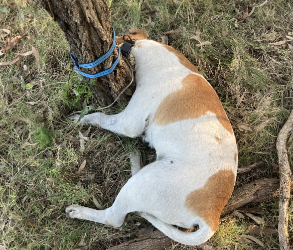 The dog’s body was found tied to a tree in bushland in Bald Hills, Brisbane.