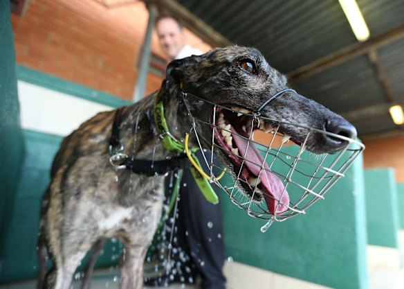 A Greyhound race meeting at Richmond on March 9, 2016 in Sydney, Australia. 