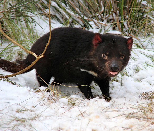 Devils in the snow