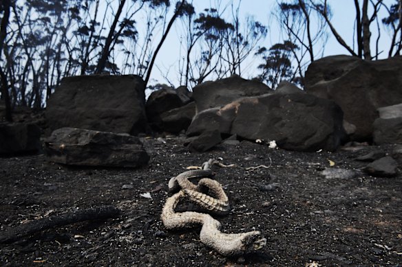 Incinerated snake on Bells Line of Road , Mt Tomah. 