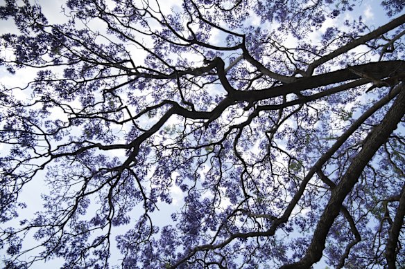 Sydney's jacarandas are in full bloom.