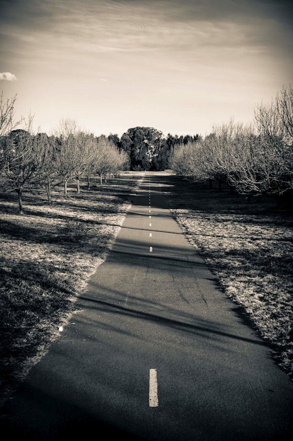 Winter Sunlit Path: Path leading towards Amaroo Lake bathed in late?afternoon sun?with trees throwing shadows across the path.?