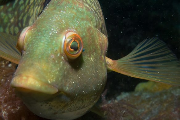 Victoria, Port Phillip, Popes Eye.