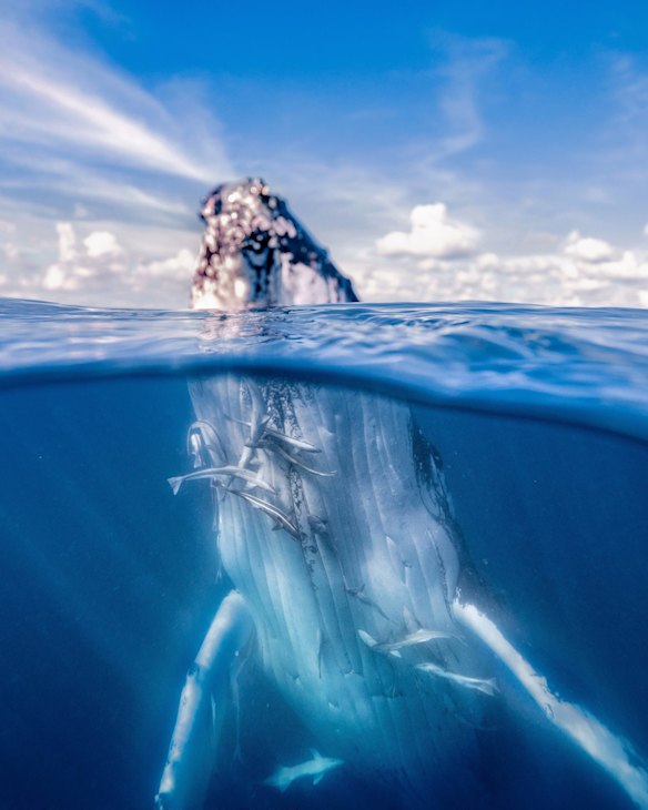 Humpback at Hervey Bay, QLD