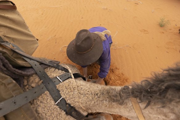 Sophie Matterson tends to her camels as camp is setup for the night in sand dunes near Oodnadatta, Australia. Sophie Matterson, 32, is on a 5,000km journey - walking with five camels coast to coast from Australia's western-most point in Shark Bay, Western Australia, to its eastern-most point in Byron Bay, New South Wales. 
