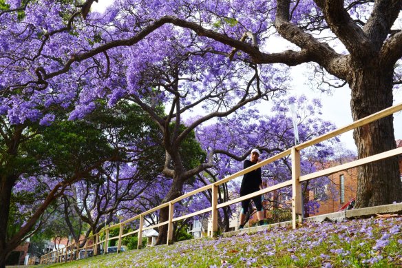 Jacarandas in bloom in McDougall Street, Kirribilli, in October 2017.