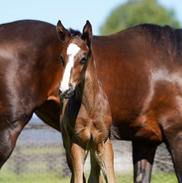 Winx’s colt at Coolmore Stud.