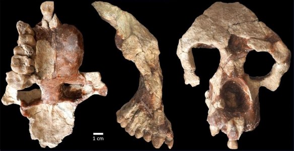 A new face and partial brain case of Anadoluvius turkae – a find that may have changed how we understand humanity to have evolved.