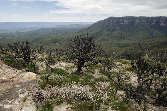 Pink Flannel Flowers (Actinotus forsythii) near the Golden Stairs lookout in the Blue Mountains National Park in Katoomba.