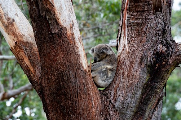 One of the koalas in the Port Stephens Koala Sanctuary. The local population of koalas is under stress due to development and loss of habitat. 