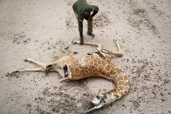 Mohamed Mohamud, a ranger from the Sabuli Wildlife Conservancy, looks at the carcass of a giraffe that died of hunger near Matana Village, Wajir County, Kenya. 