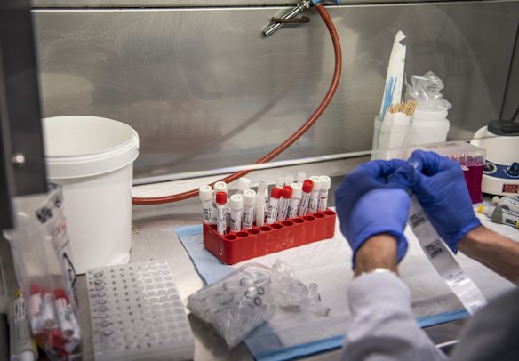 COVID-19 test samples being processed. 