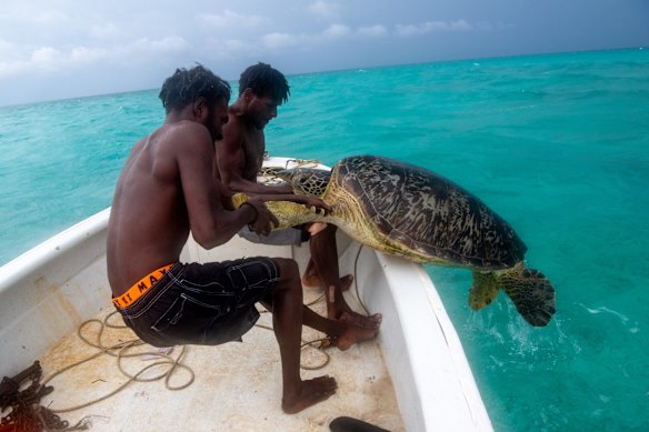 Hunting turtle for the Mabo Day feast. Johnson Kaigey and Mapu Thaiday pull the turtle into the boat.