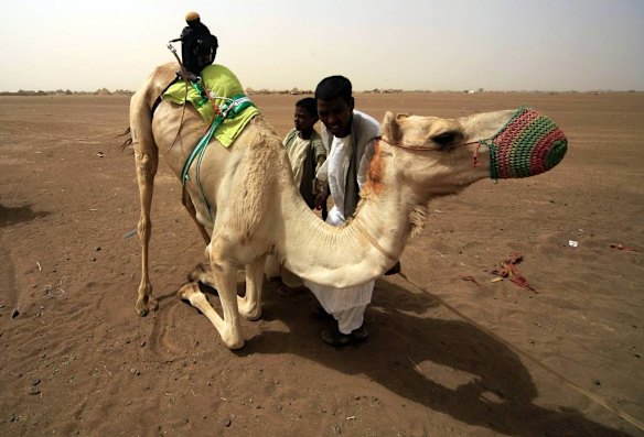 Sudanese camel race