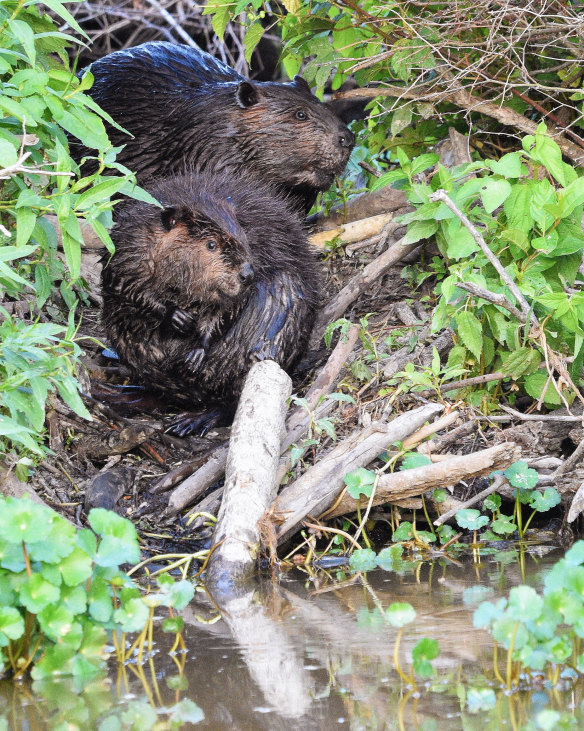 Beavers use logs, mud and vegetation to build dams that slow, spread and store water.