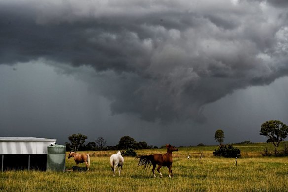 Horses become nervous from thunder as a rotating wall cloud develops behind them. This supercell storm formed near Wellington on Saturday.