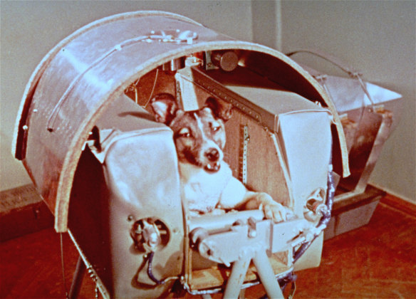 Laika,  the female dog that was a passenger aboard Sputnik II.