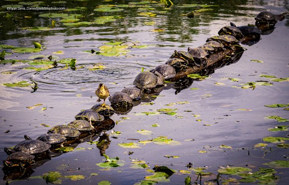 Highly Commended

Title: Excuse Me... Pardon Me!
Description: A duckling walking/waddling across a turtle covered log at the Juanita wetlands, the duckling fell off after a few turtle crossings, it was cute.
Animal: a duckling and turtles
Location of shot: Juanita Bay Park, Lake Washington, Kirkland, WA 
