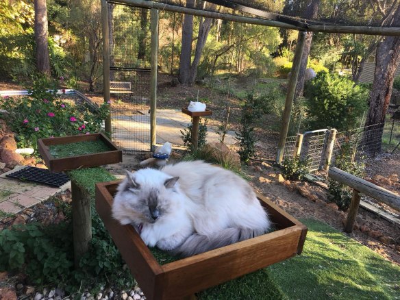 Loki’s mum Pandora getting some outdoor time in her inclosed garden.