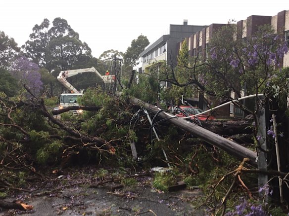 Trees and powerlines are especially vulnerable today.