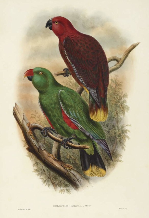 Birds of paradise