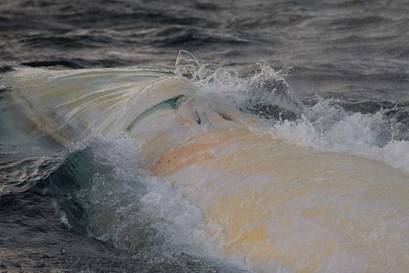 Migaloo whale watching off Botany today.