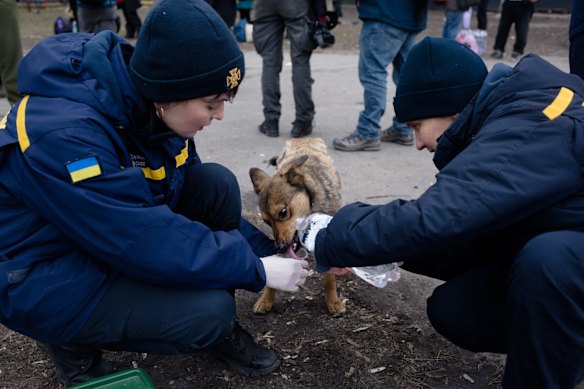 Even four-legged residents in Ukraine need help at times.
