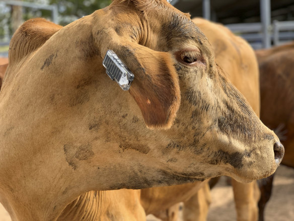 Ceres Tag has developed a Fitbit like device to get cows moo-ving.