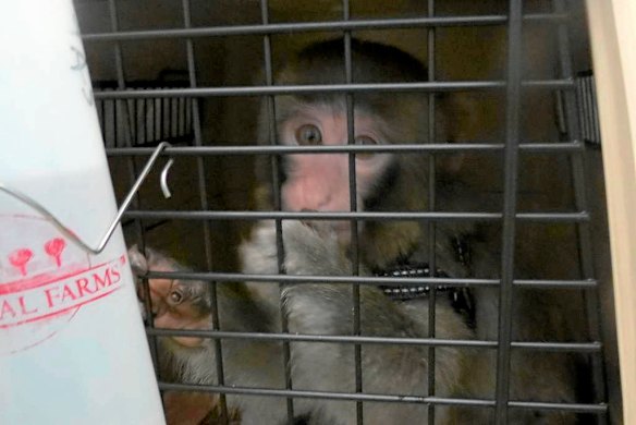 Monkey goes shopping at Ikea