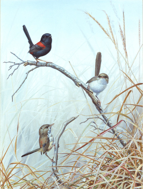 Red backed fairy wrens, by Richard Weatherly.