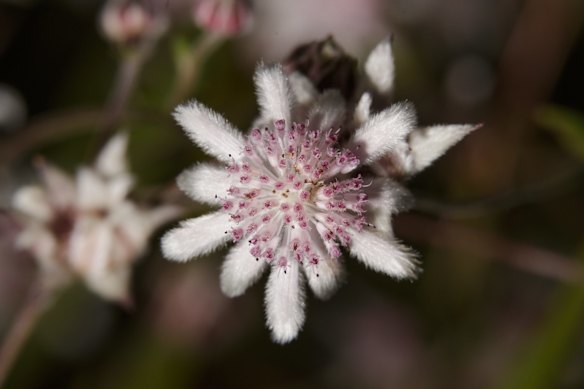 Pink Flannel flowers (Actinotus forsythii) bloom at Gooch's Crater near the Gardens of Stone National Park in Lithgow, Australia. 