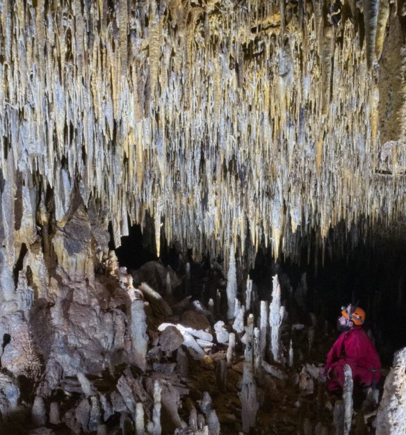 A dense ceiling of stalactites within an ancient cave on the Nullarbor Plain.