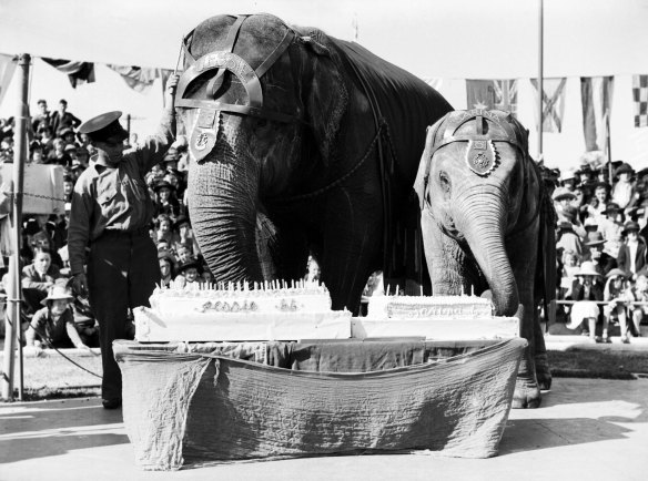  Jessie the elephant on her 66th anniversary at Taronga Zoo, Sydney, in 1936. She is mentioned in A Dictionary of Australian Colloquialisms.