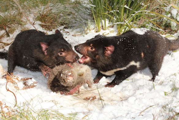 Devils in the snow