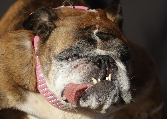 Zsa Zsa, an English bulldog, onstage after being announced the winner of the World\'s Ugliest Dog Contest in California.