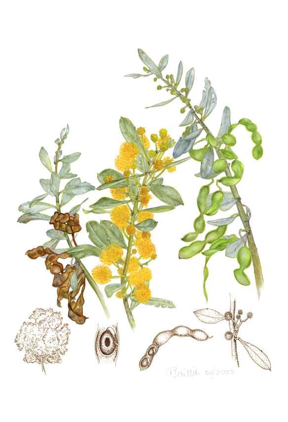 <i>Acacia argyrophylla</i>, painted by Audrey Baillie for <i>The Acacia Project</i>.